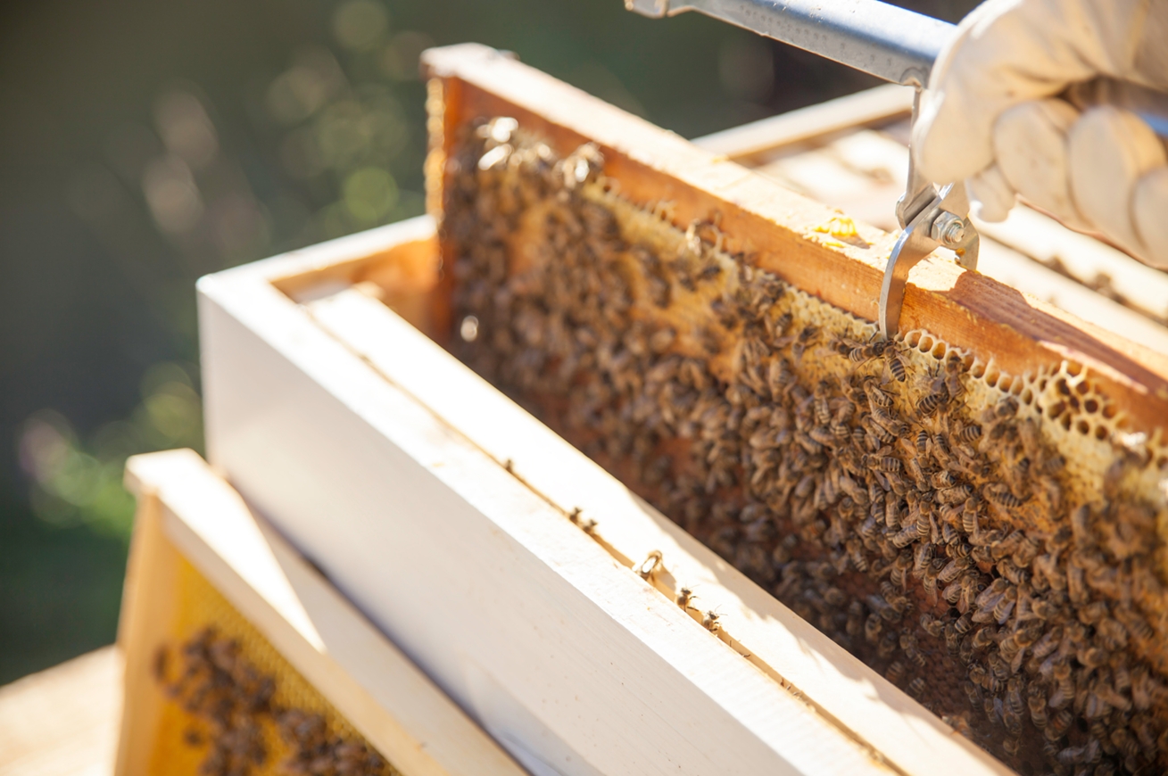 Arıçılıqdan kadr kiçik görüntü